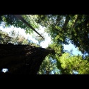 Cathedral Grove